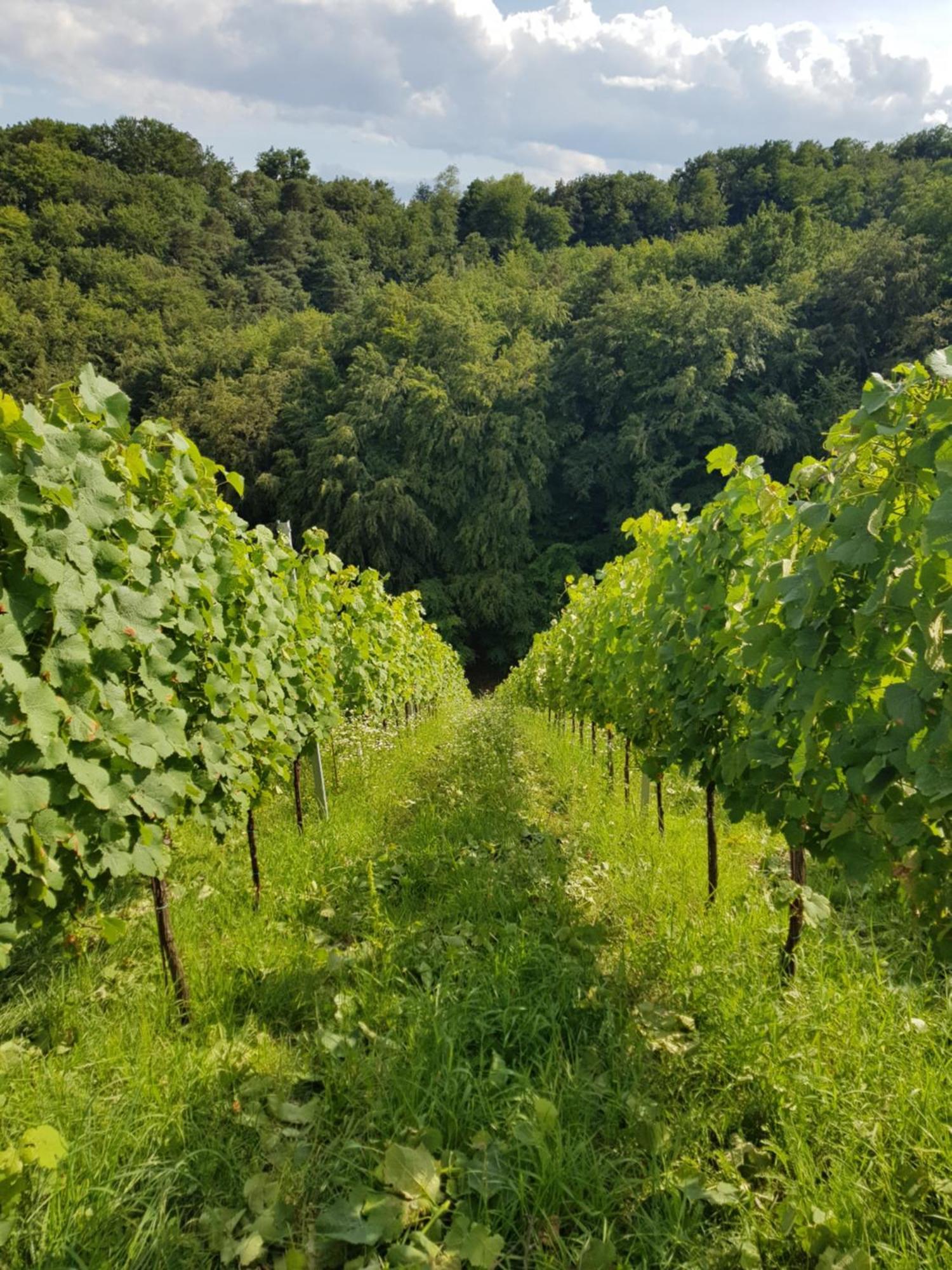 Wine House Kaloh Villa Maribor Exterior foto